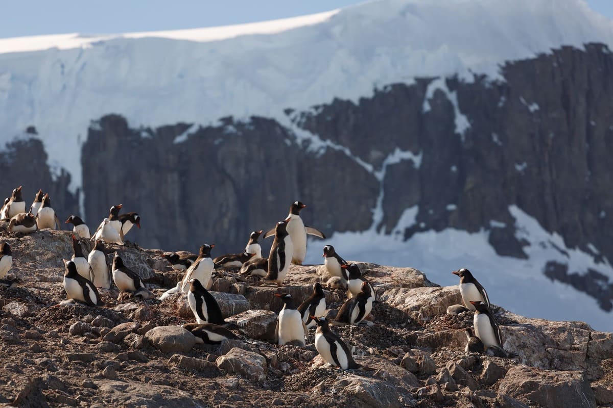 Fastest Swimming Birds on Earth