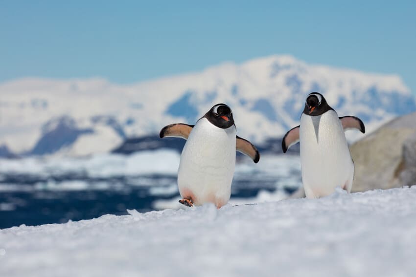 Penguins: Pebbles, Noise & Drama