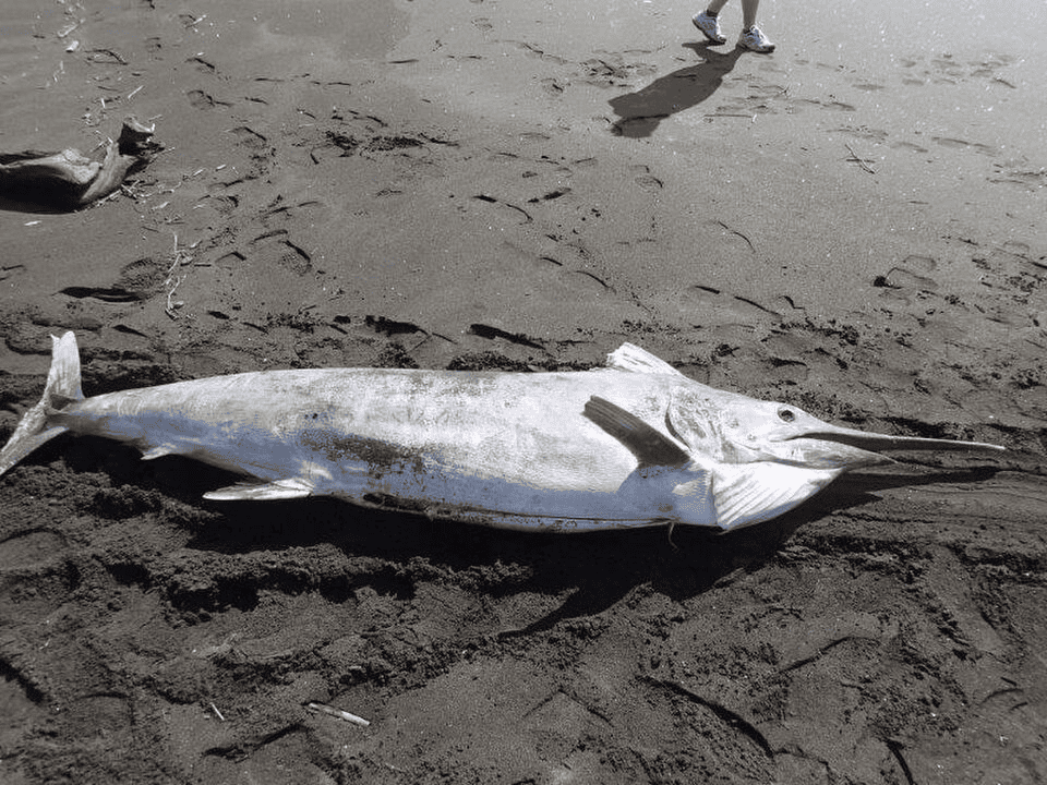Black Marlin