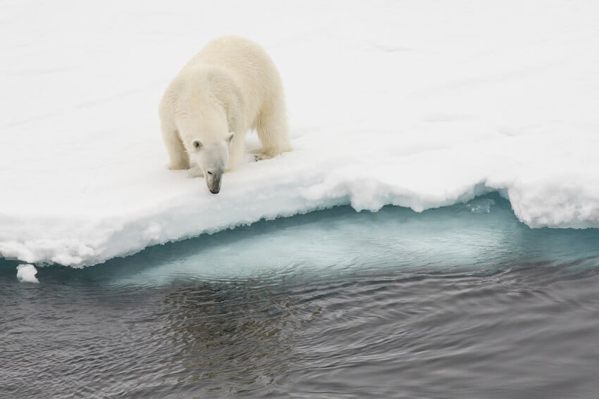 Svalbard Polar Bear Tour