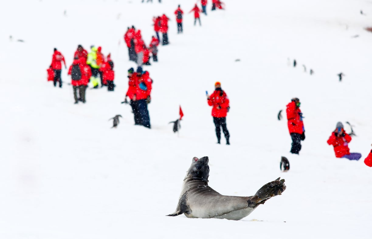 seal-on-snow.jpg
