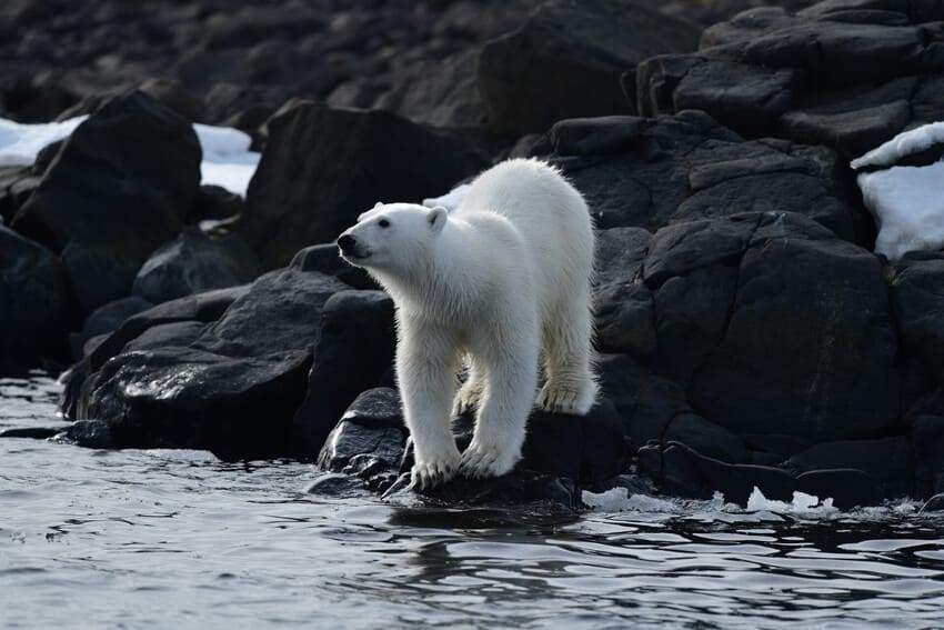Polar Bear Populations and Habitats