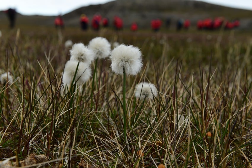 What are the most common plants in the tundra?