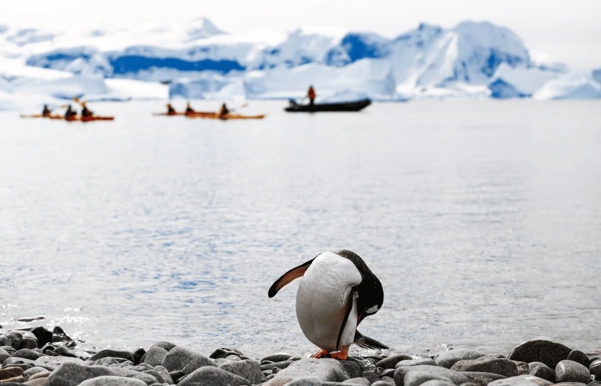 Are There Any Penguins Up North