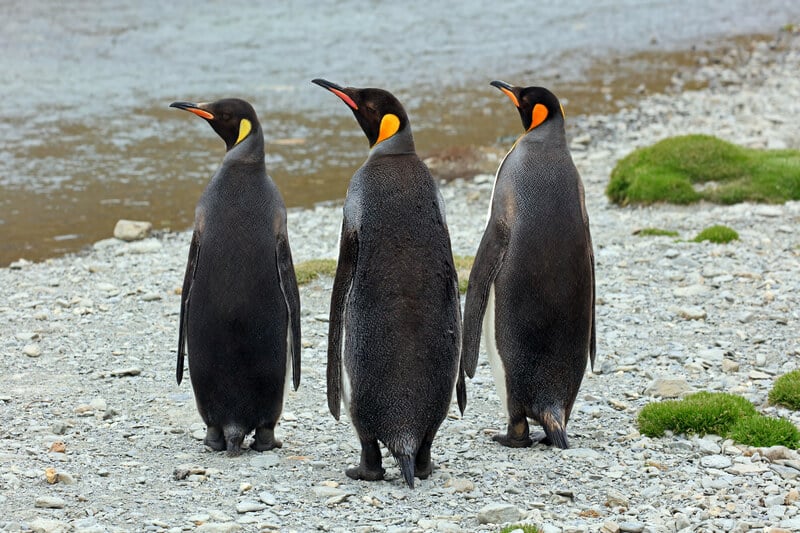 penguins in the Southern Hemisphere.jpg