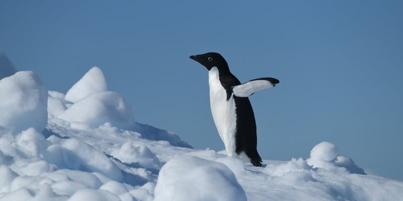 Adélie penguin.jpg