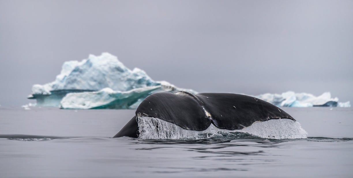 whale-blog-arctic.jpg