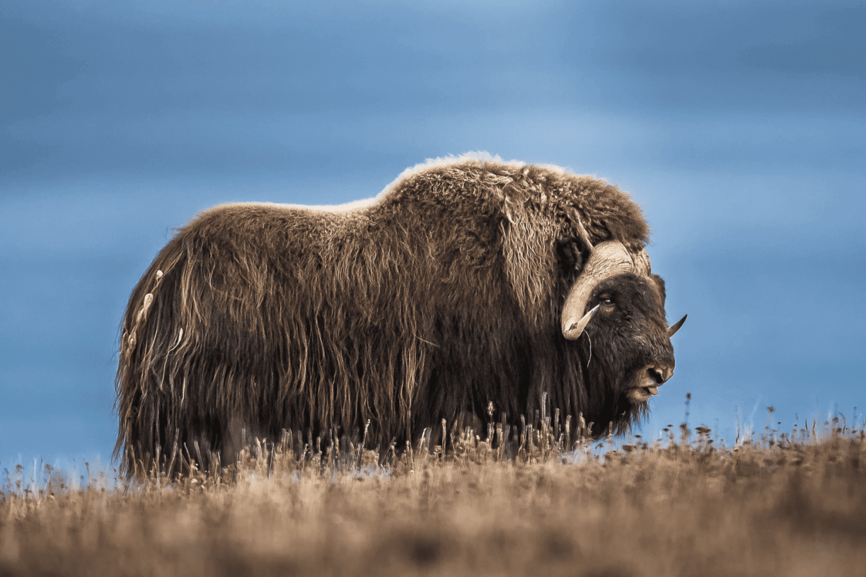 musk-oxen-blog-arctic.png