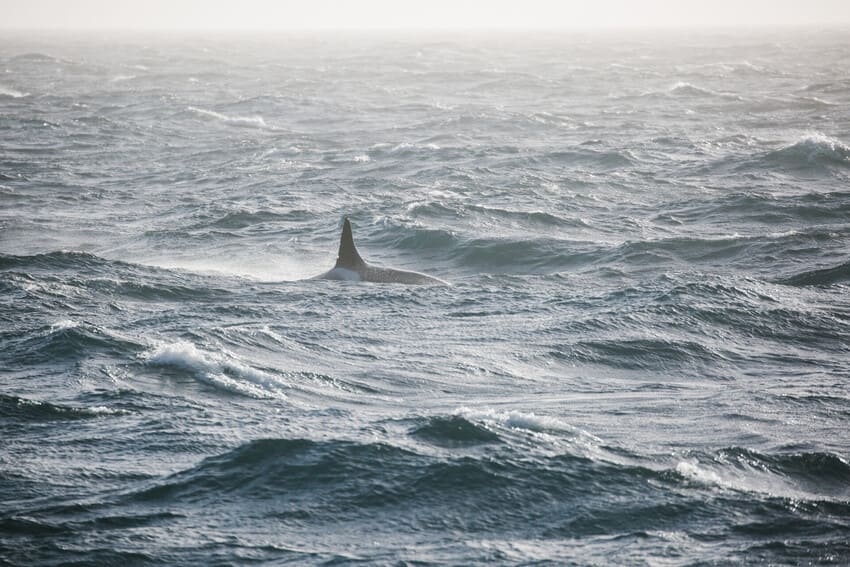 5 They Hunt Using Echolocation