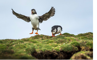 Puffins