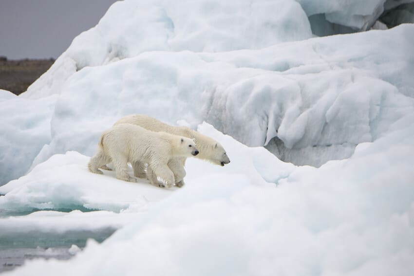 Polar Bears: The Lovely Stalking Stranger