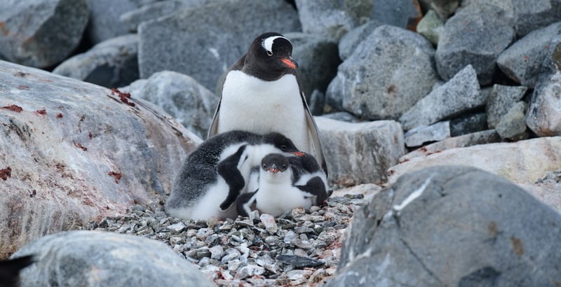 Gentoo penguin.jpg