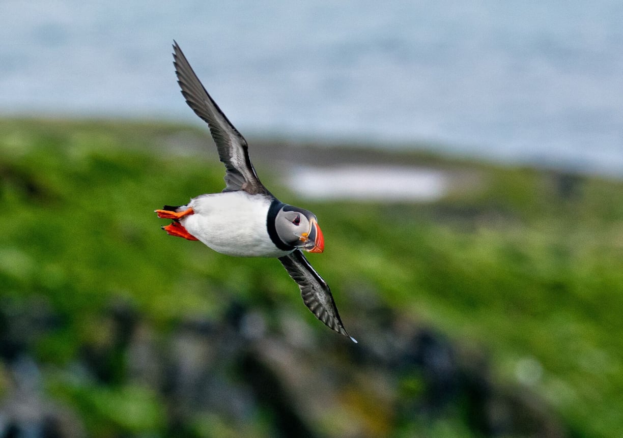 Flying Like a Pro