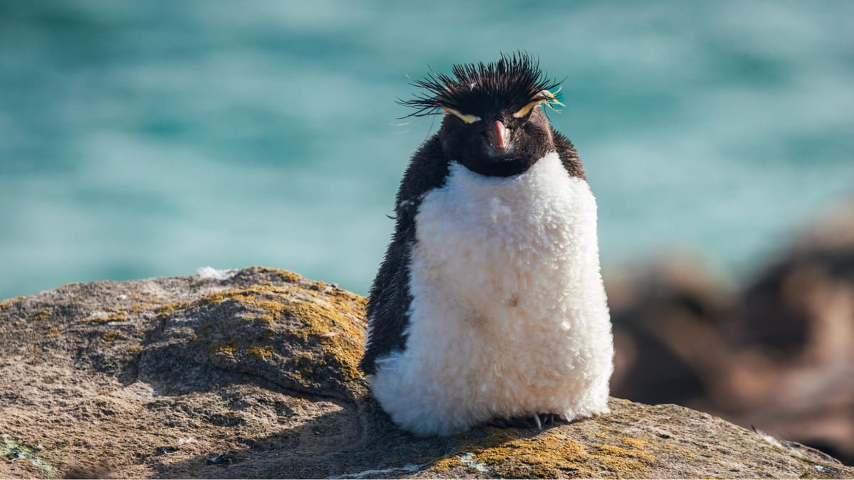 Macaroni Penguin Macaroni Penguin