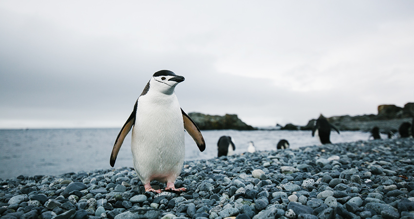 Penguins in Antarctic polar cruises