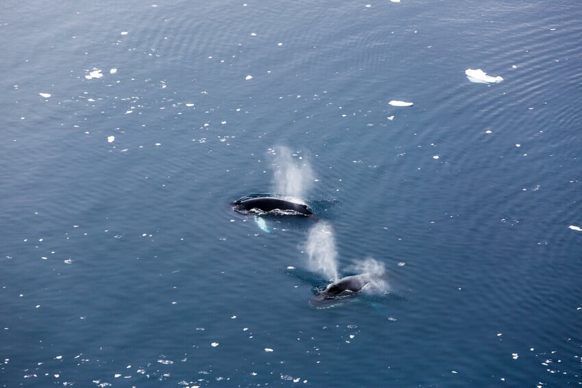 When to See Whales in the Arctic
