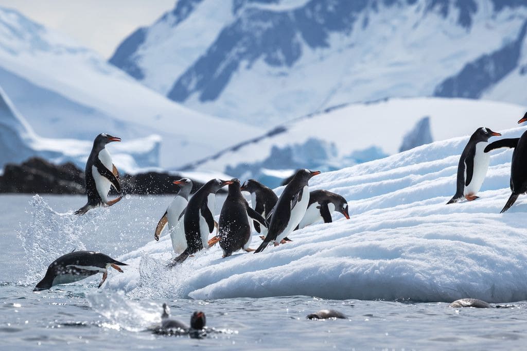 Experience Antarctica Experience Antarctica