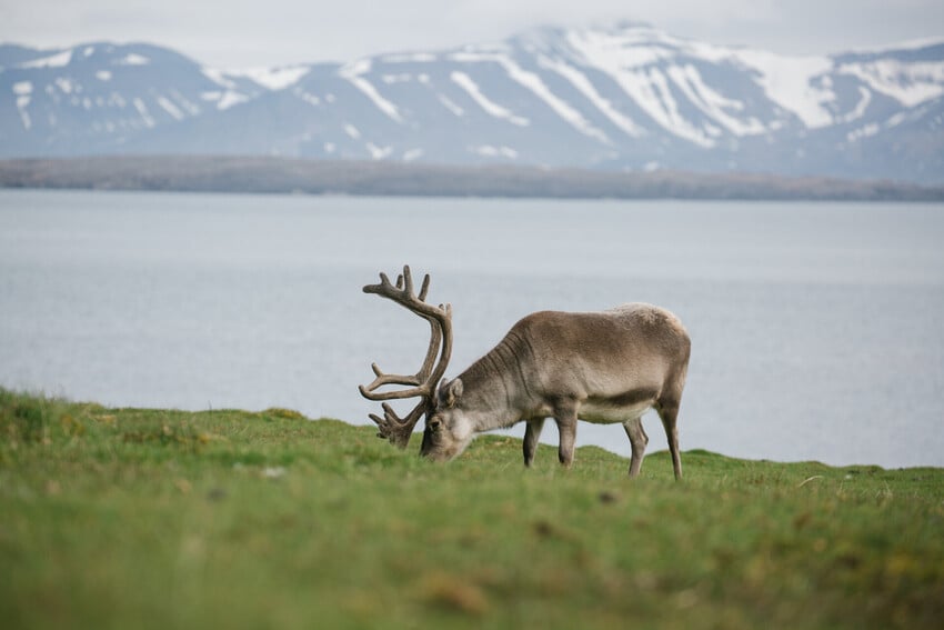 When to See Reindeer in the Arctic