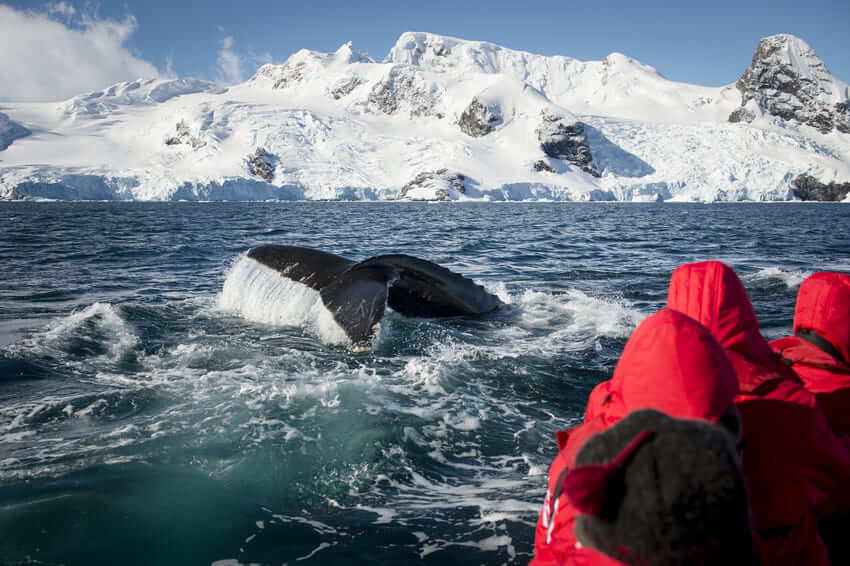 Blue Whale Facts Blue Whale Facts