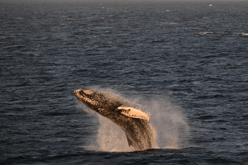 whale.png