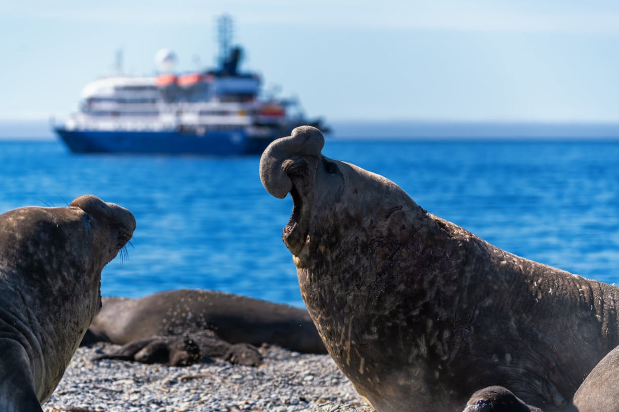elephant-seal-roaring.jpg