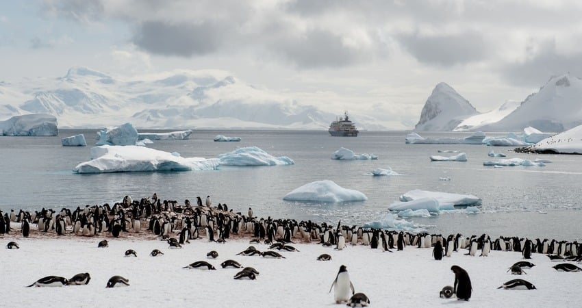 See penguins in Antarctica