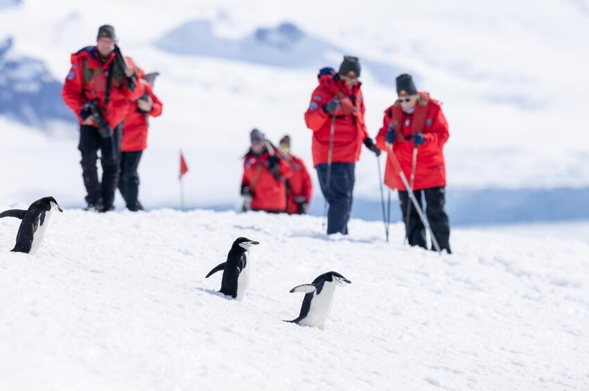 Antarctic penguins 