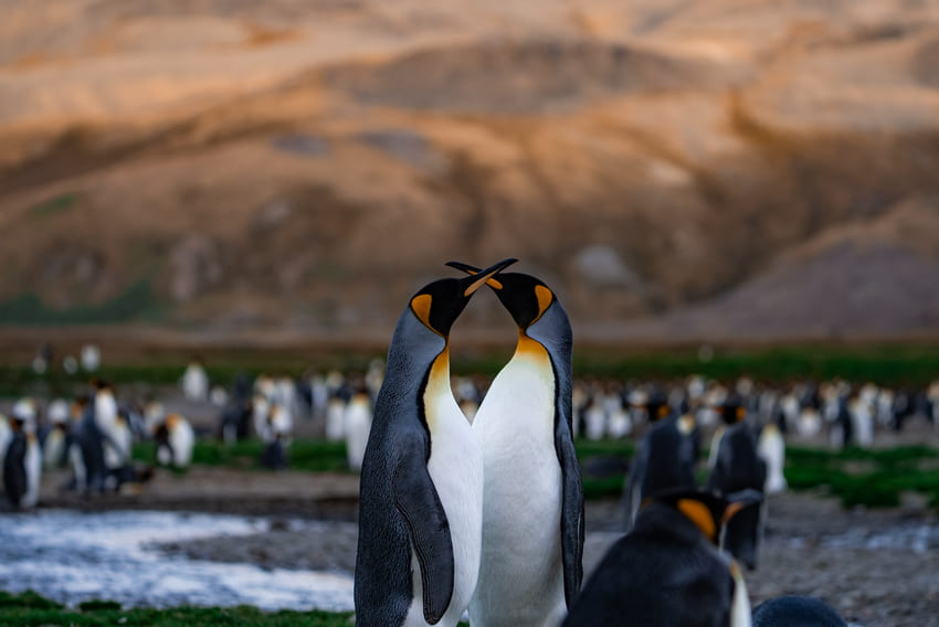 Polar Love Stories