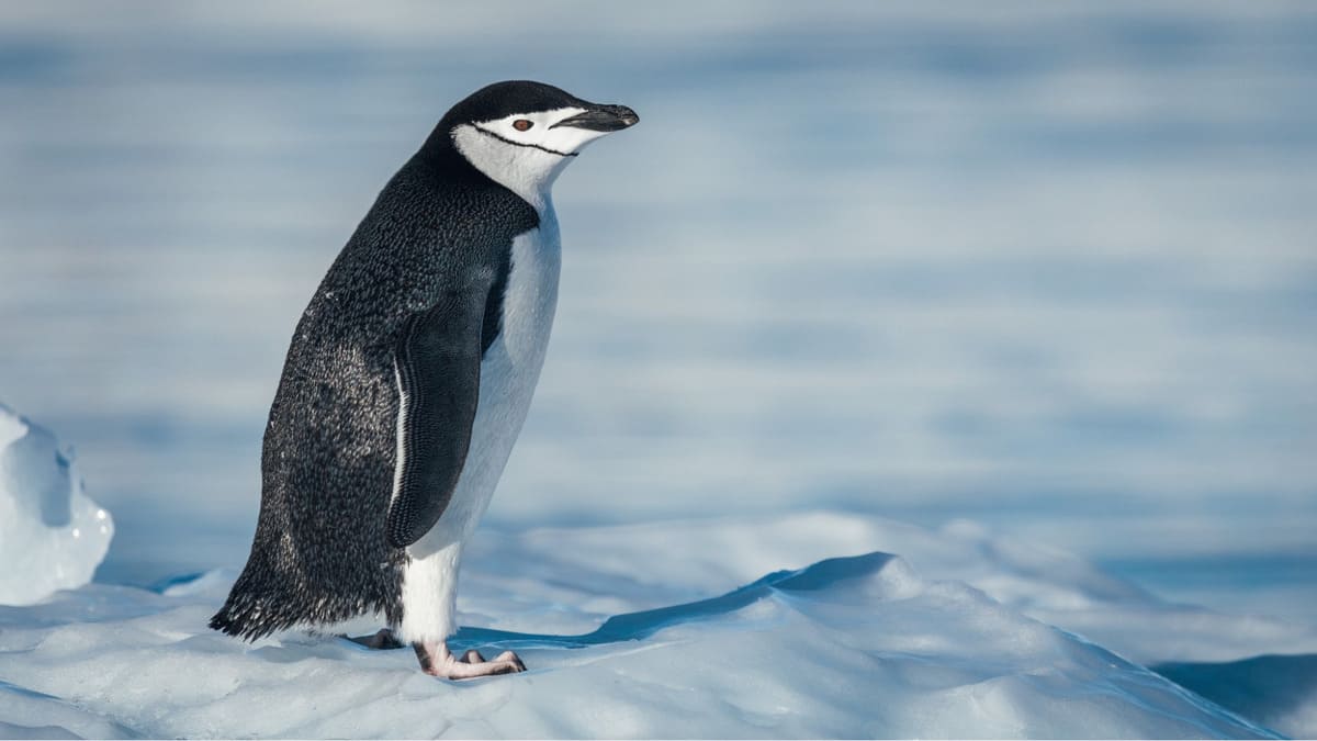 Chinstrap Penguins Chinstrap Penguins