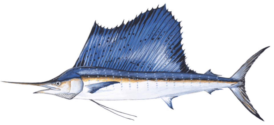 Sailfish