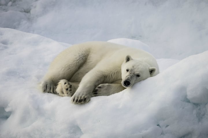 Growing threat for polar bears
