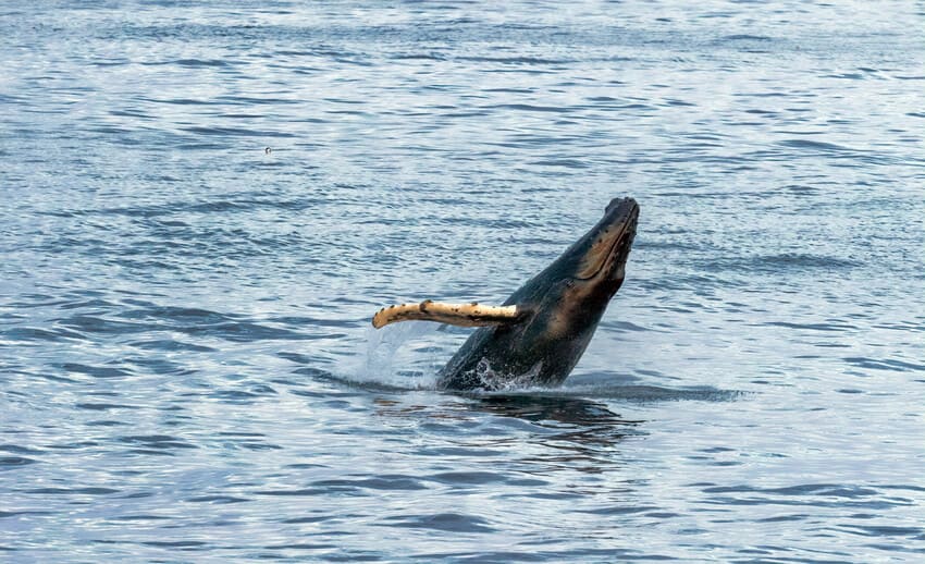 Whale Watching at the Snaefellsnes Peninsula Whale_.jpeg
