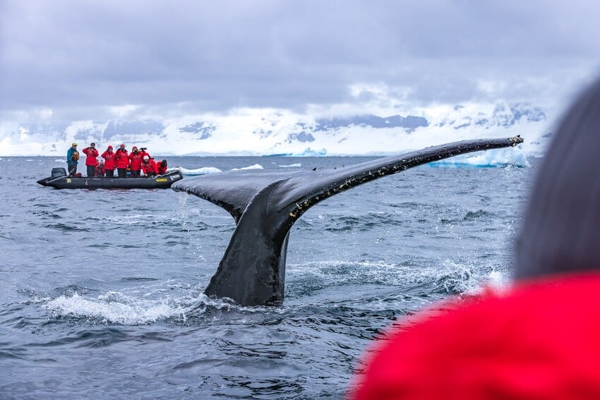 What Language Do They Speak in Antarctica?