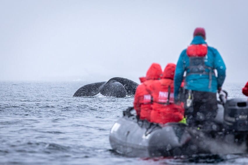 Can a blue whale live to be 100 years old? _whale_8c.jpeg