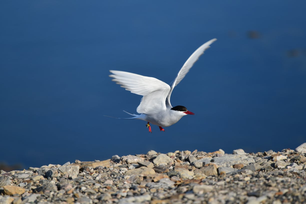 arctic-tern-flight.jpg