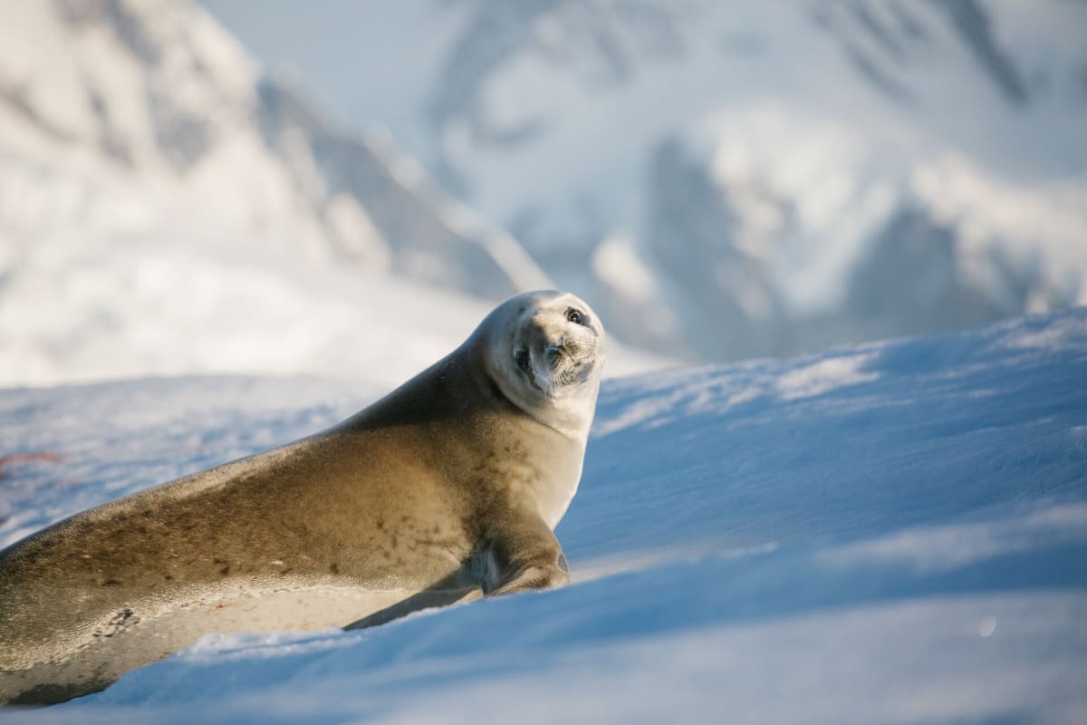 Crabeater Seal Crabeater Seal