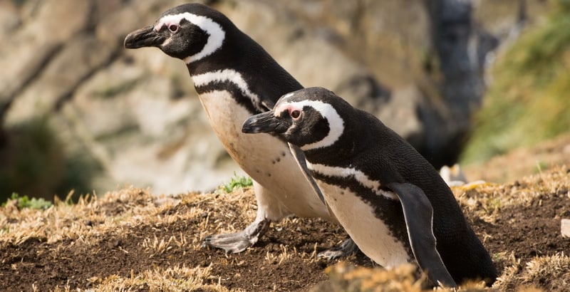 Penguins-4.jpg