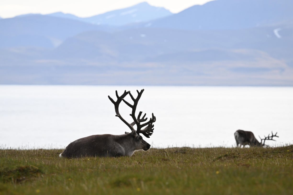 Greenland animals (8).jpg