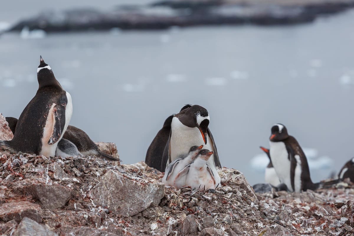 Third-Largest Penguin in the World