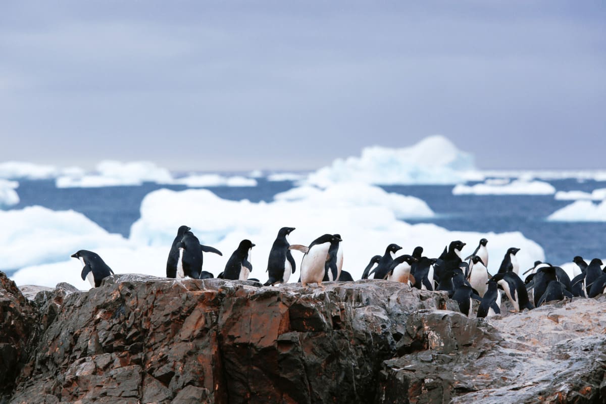The True Antarctic Natives