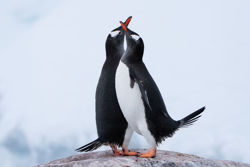 enjoy guaranteed penguin encounters