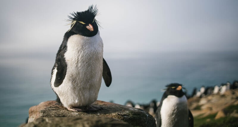 Rockhopper penguin.jpg