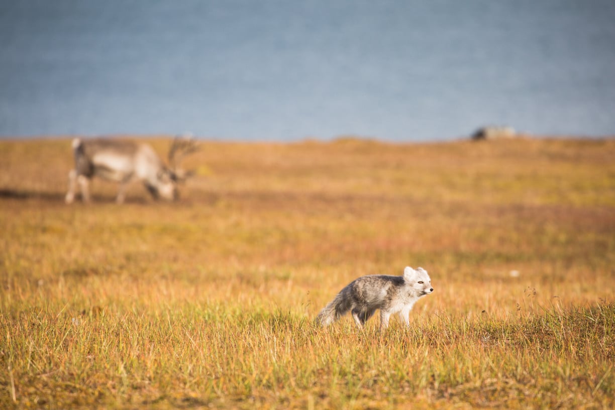 arctic-fox-in-tundra.jpg