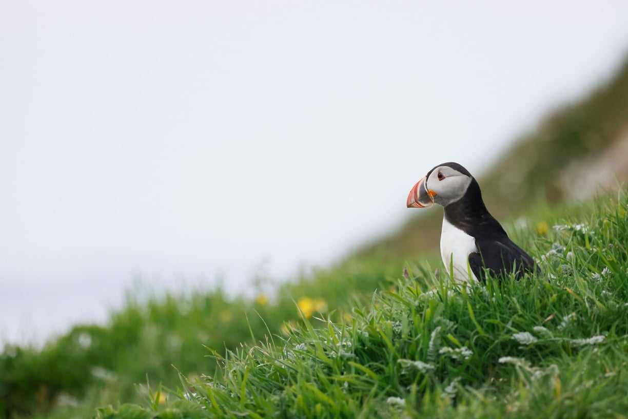 Greenland animals (1).jpg