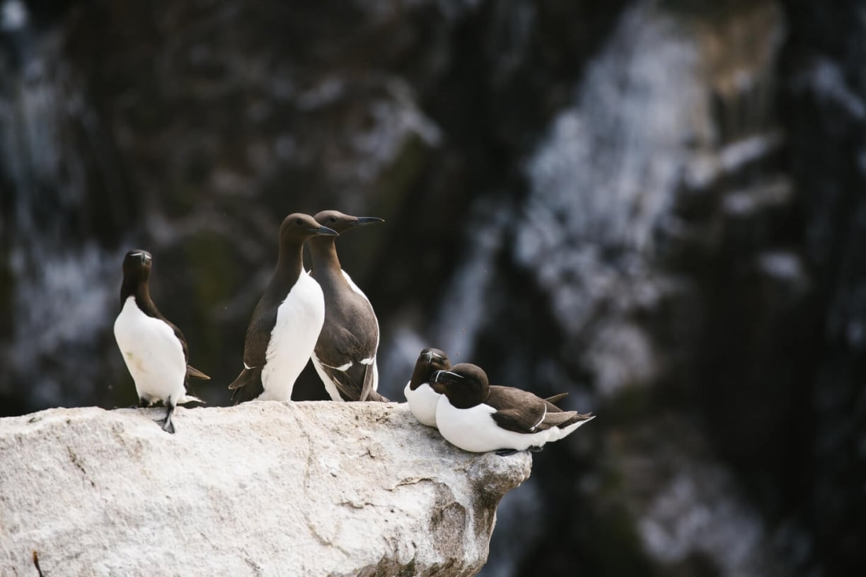 Black-guillemot-arctic-article.jpg