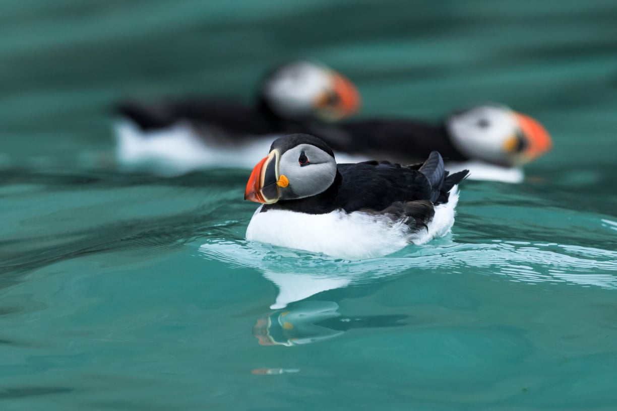 the Atlantic puffin