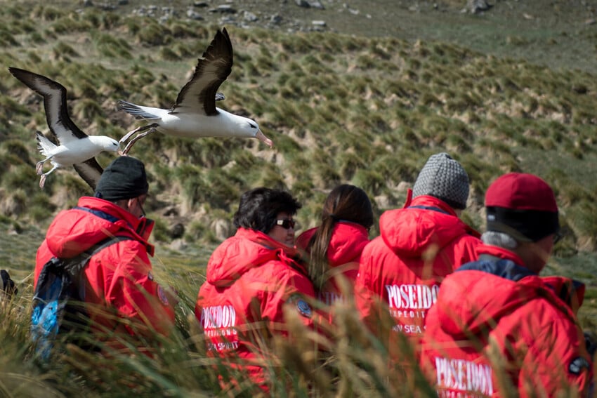 Wandering Albatross Fact