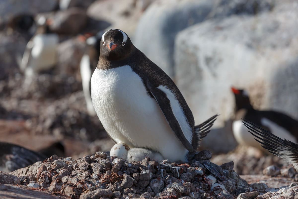 Gentoo Penguins Prefer Beaches