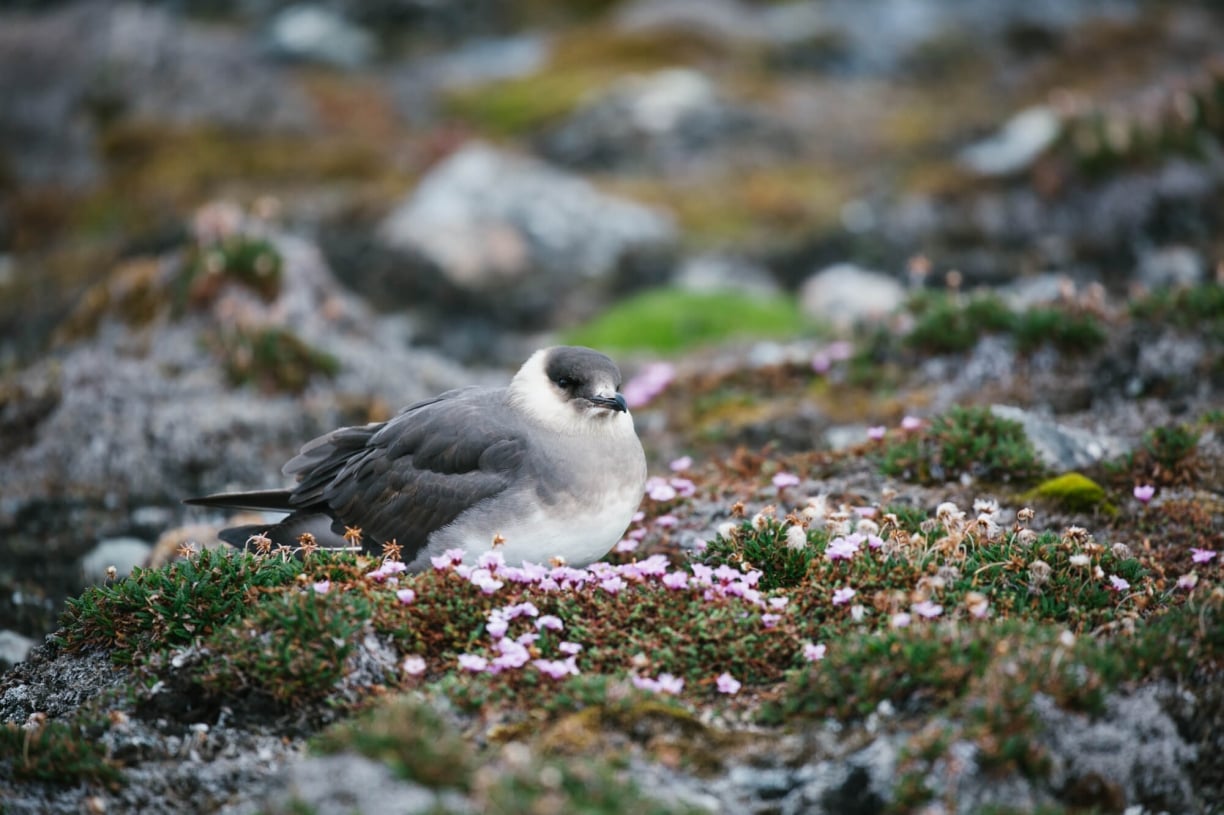 arctic-skua-article.jpg