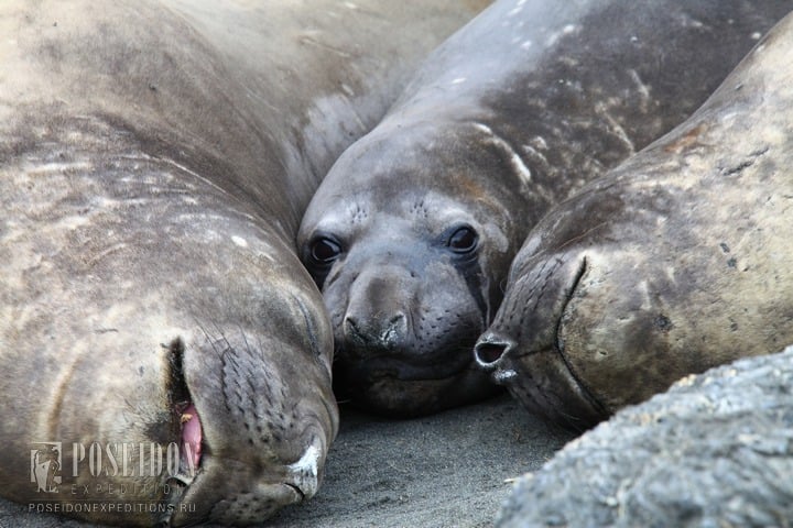 elephant seals.jpg